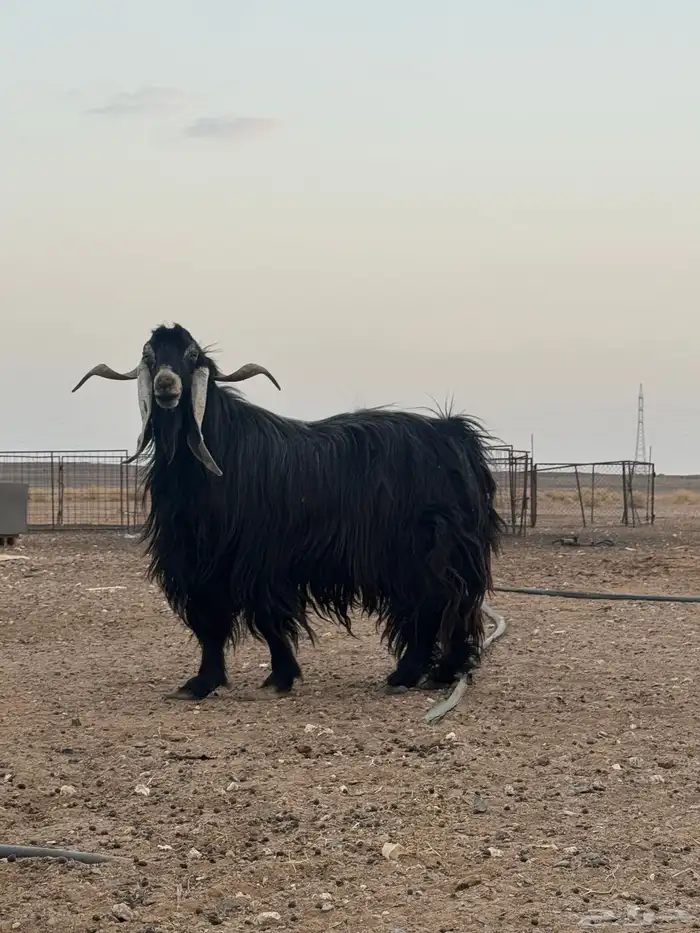 تيس فحل مشروط 3
