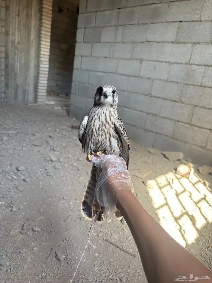شيوط للبيع 1