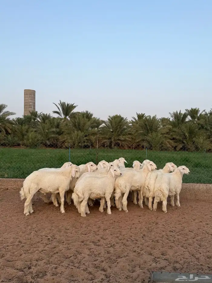 للبيع بهم حري 4