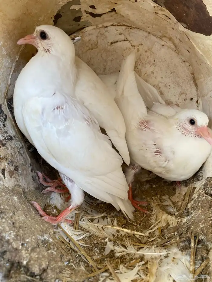 زغليل سلفر وفرنسي 2