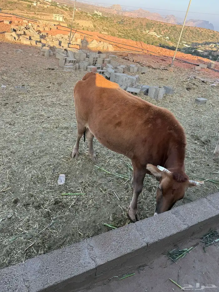 بقره للبيع 0