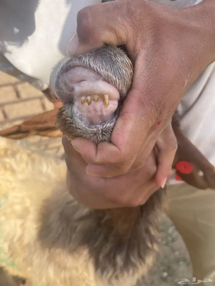 مطافيل نعيم رغث متابيع 8