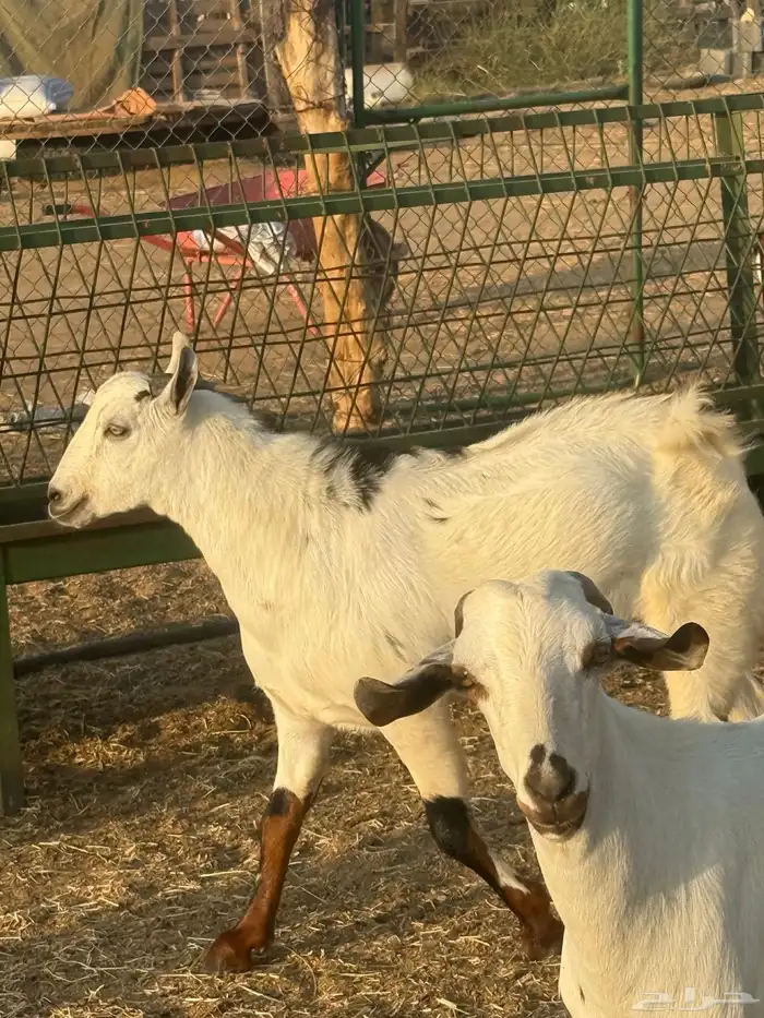 تيوس مرباه للبيع 0