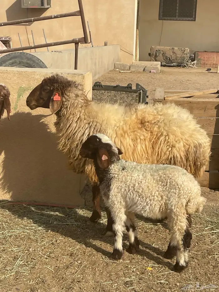 مطافيل نعيم رغث متابيع 3