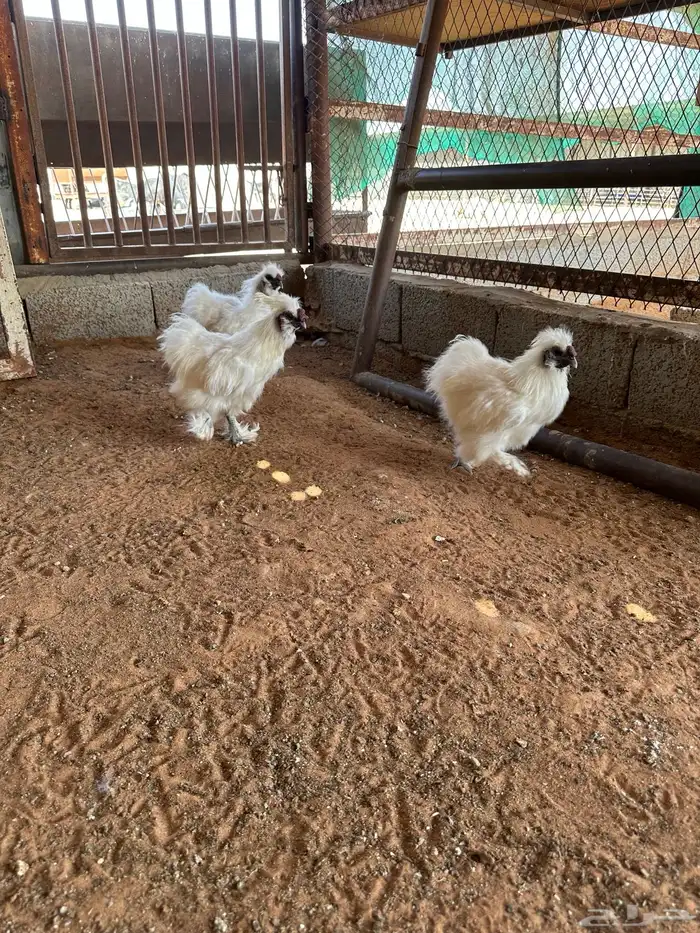 قطني للبيع 3