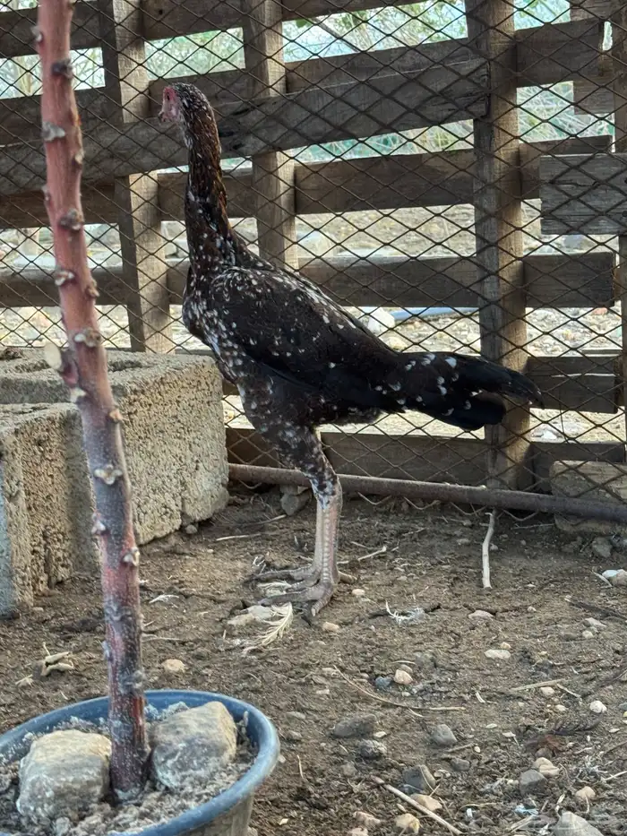 زوج سندي 5