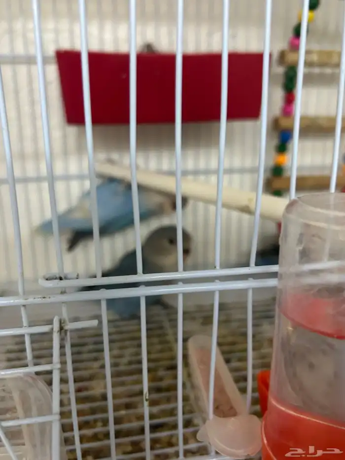 فروخ روز شبه اليفه ((تم البيع)) 7