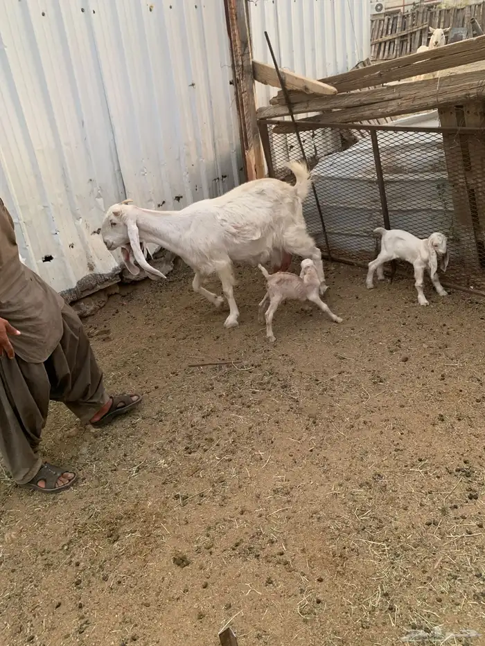 معزاء مشاريك منوة القناي 5