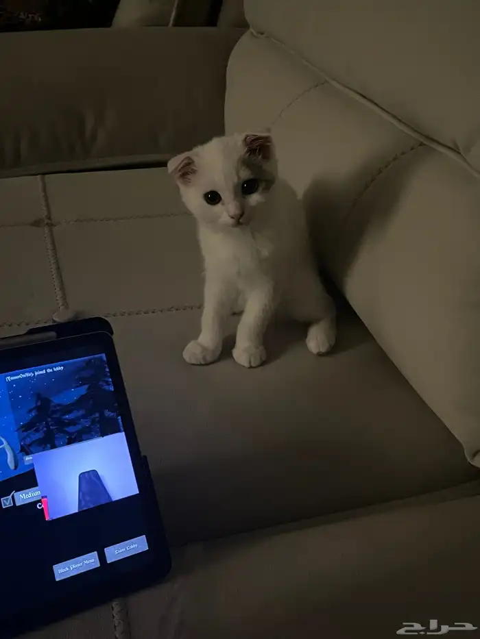 قطه سكوتش فولد للتبني بمستلزماتها 3