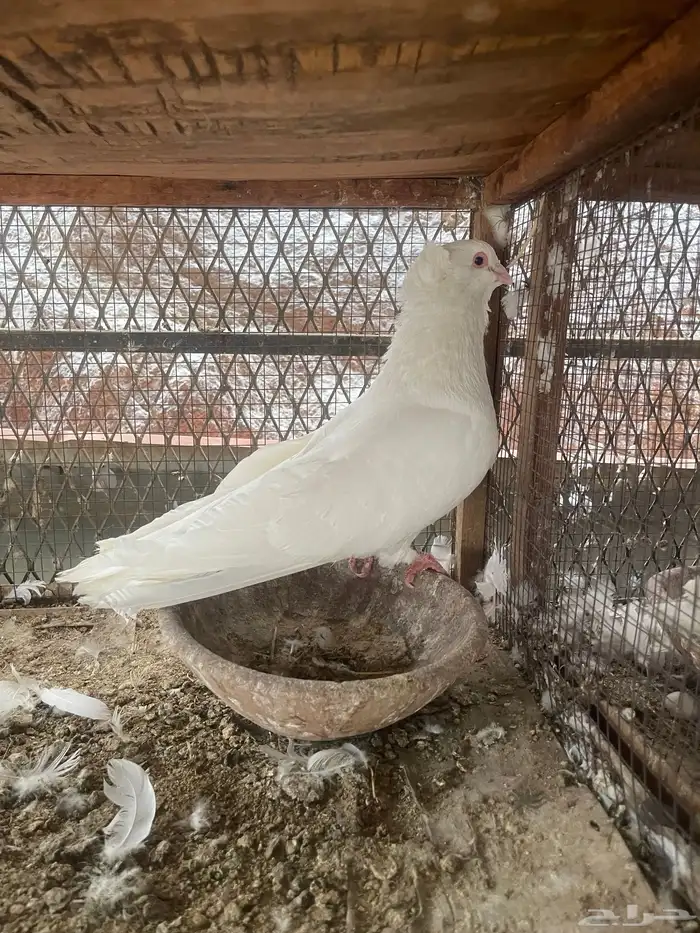 ذكر مصري 1