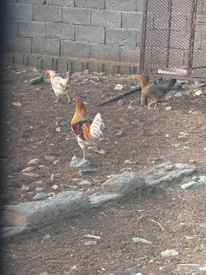 دجاج بلدي نظيف 1