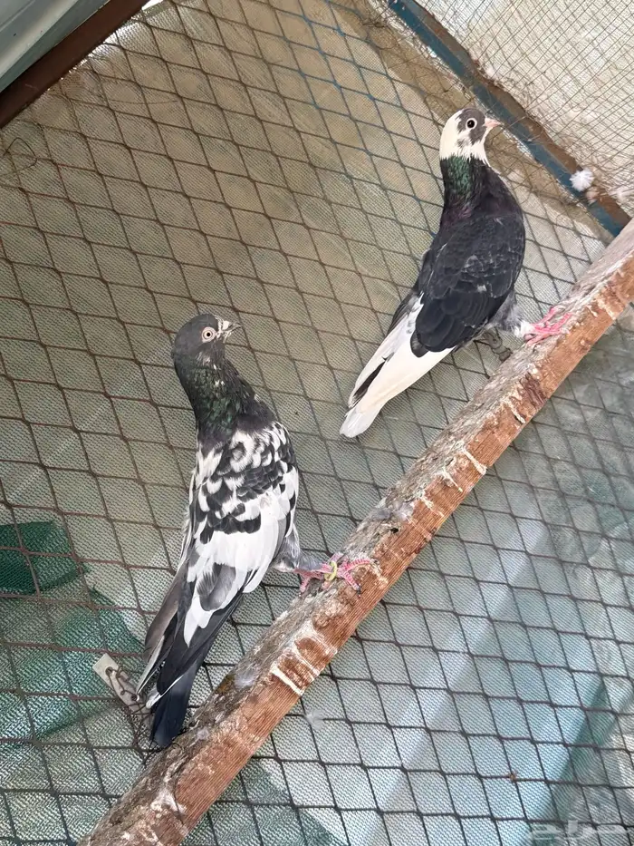 للبيع ذكر باكستاني رام وذكر قطيفي 2