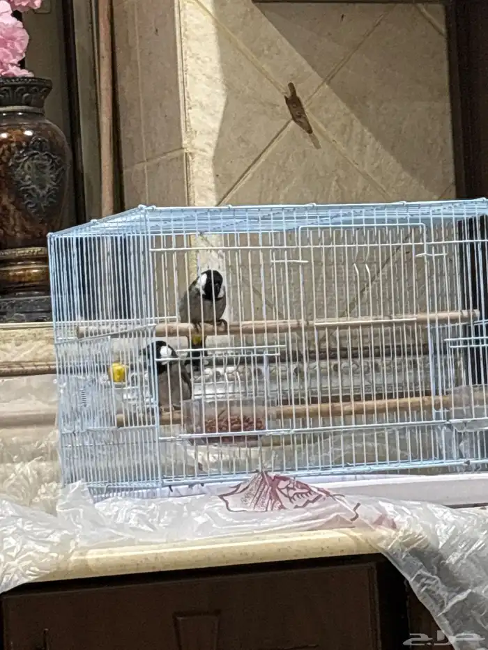 زوج بلابيل للبيع 4