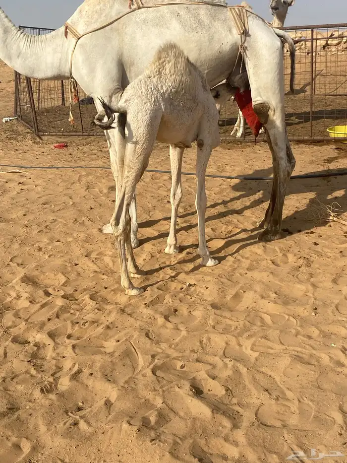 عشراء وضحى 1