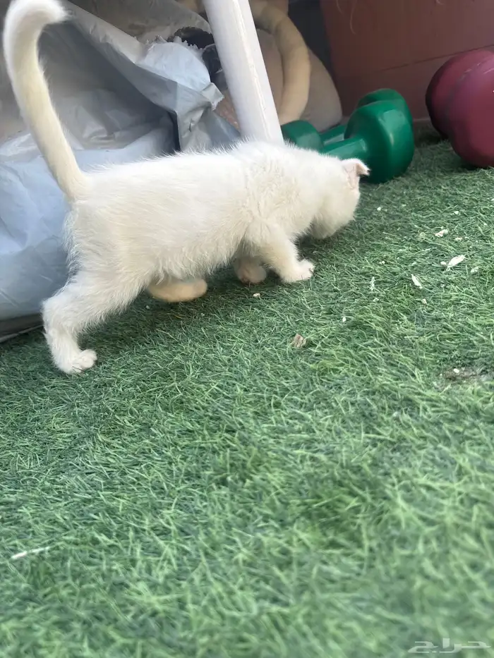 قطط اسكوتش صغيرة للبيع 5