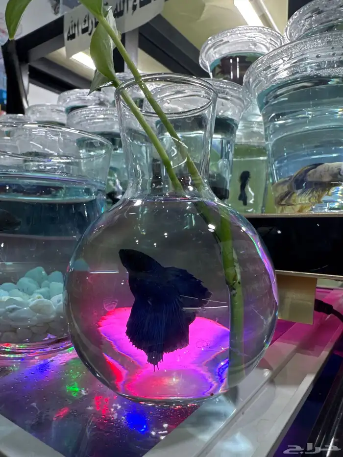 سمك فيتر fighter fish 3