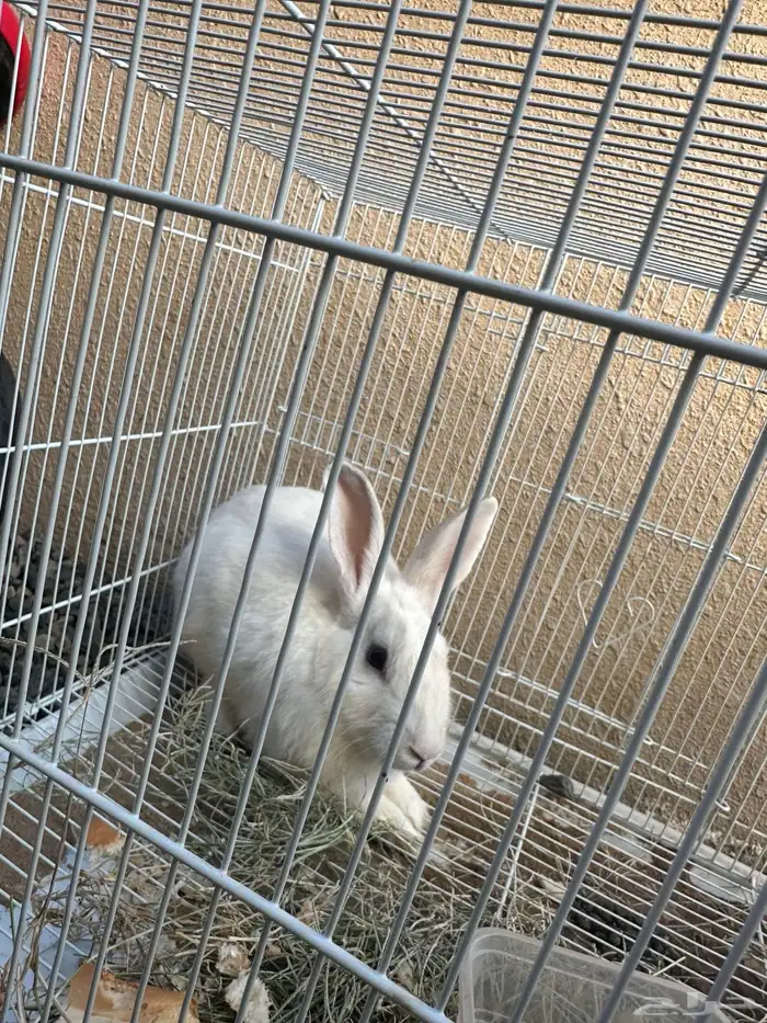ارنب ذكر 0