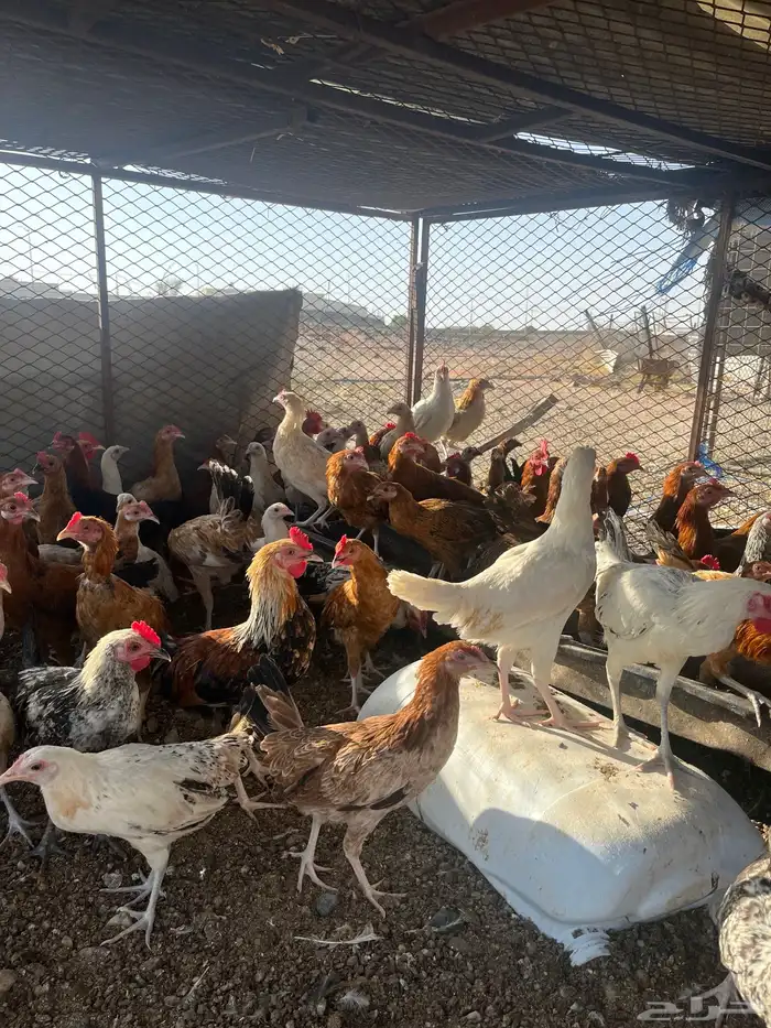 دجاج كبار كفو 1