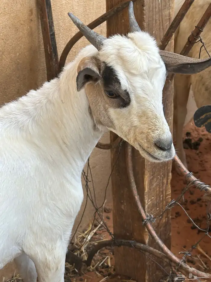 تيوس بيشيه عمر 4 شهور مرابي 4