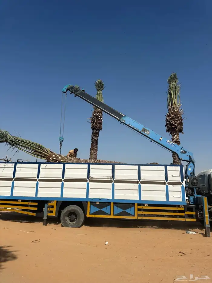 نخل للبيع توريد جميع المقاسات 2