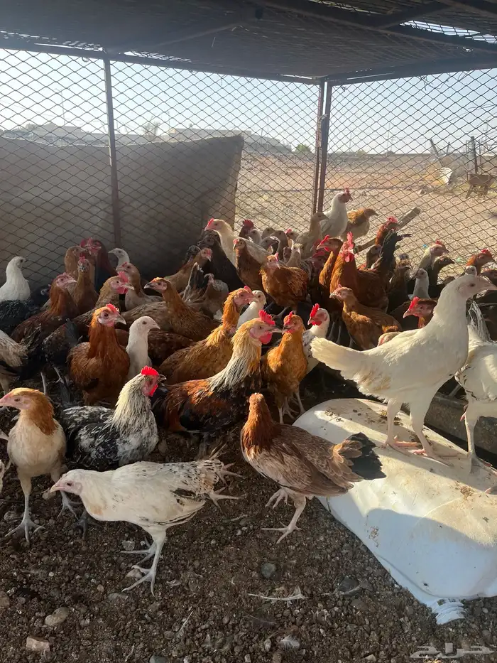 دجاج كبار كفو 5