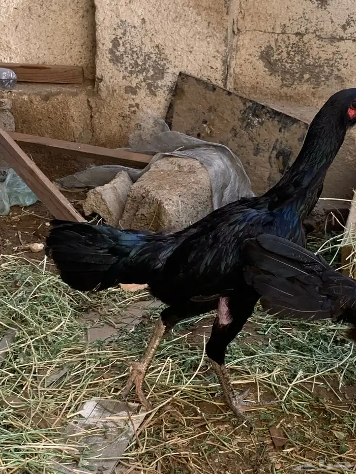 دجاج شامبو للبيع 3
