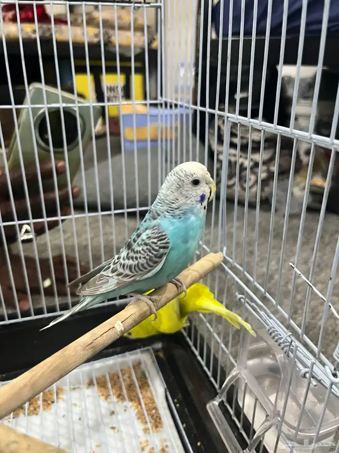 باجي طيور الحب 2