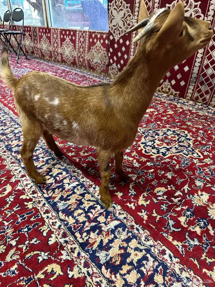 جفره ماعز قزم للبيع 3
