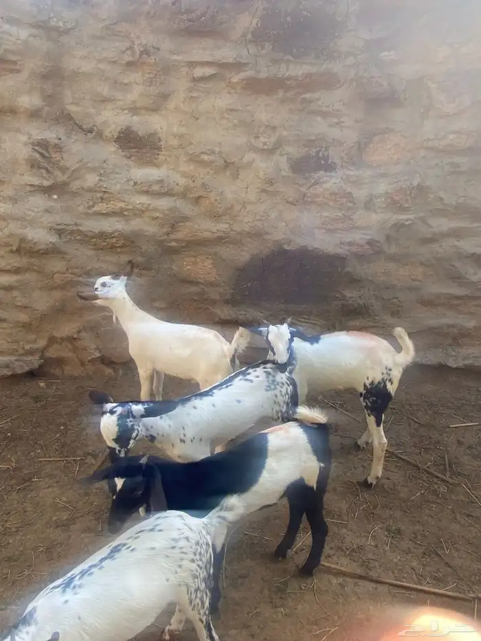 تيوس للبيع 4