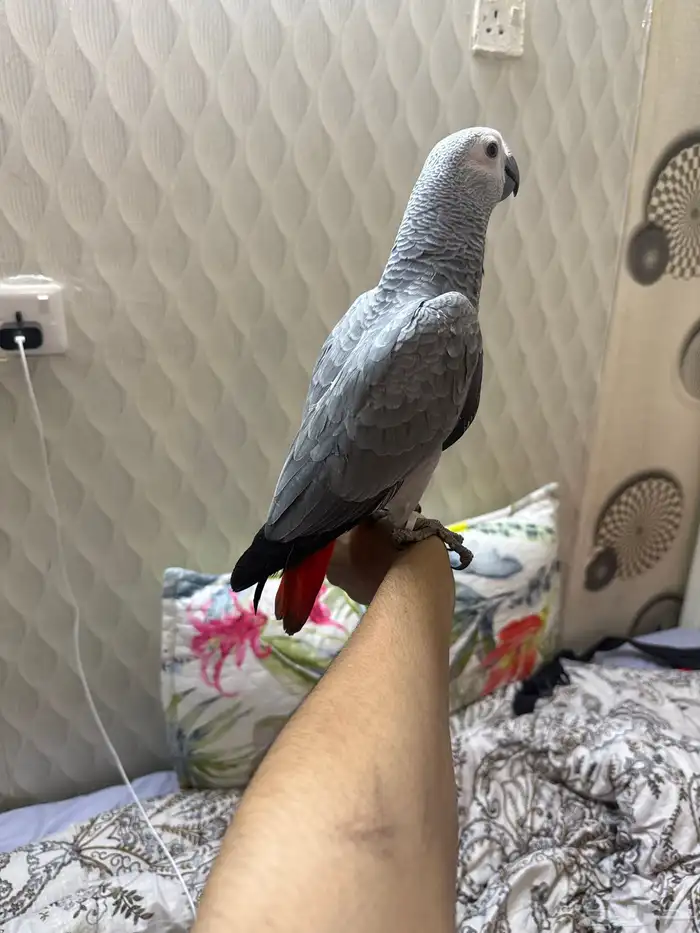 بغبغاء 1