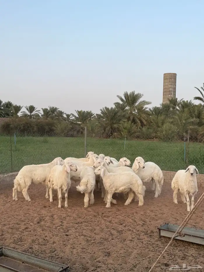 للبيع بهم حري 3