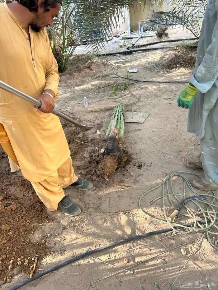 نخل للبيع توريد جميع المقاسات 6