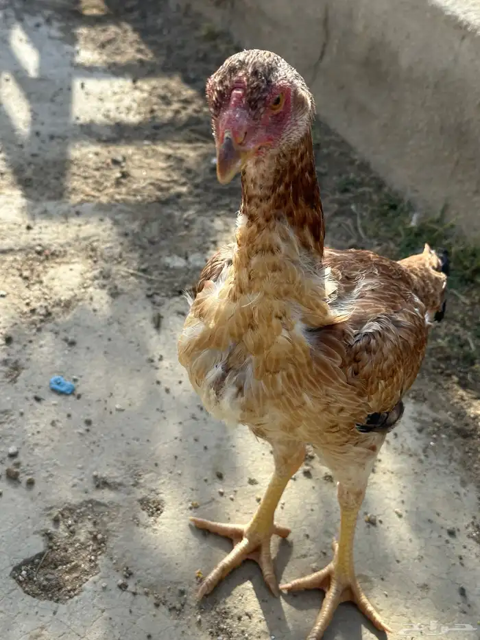 شامو يباني 8