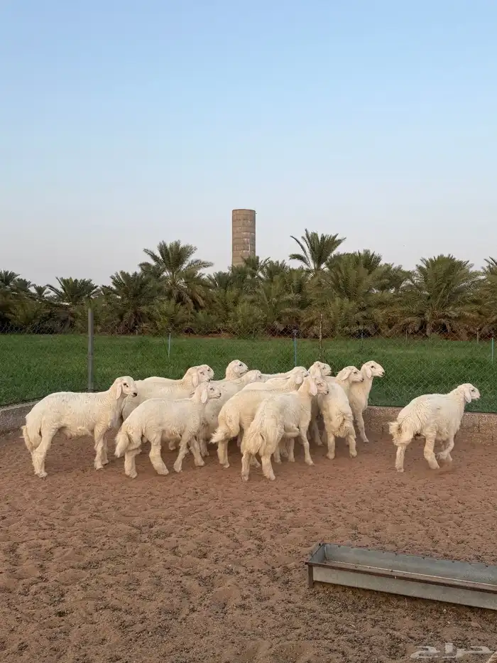 للبيع بهم حري 2