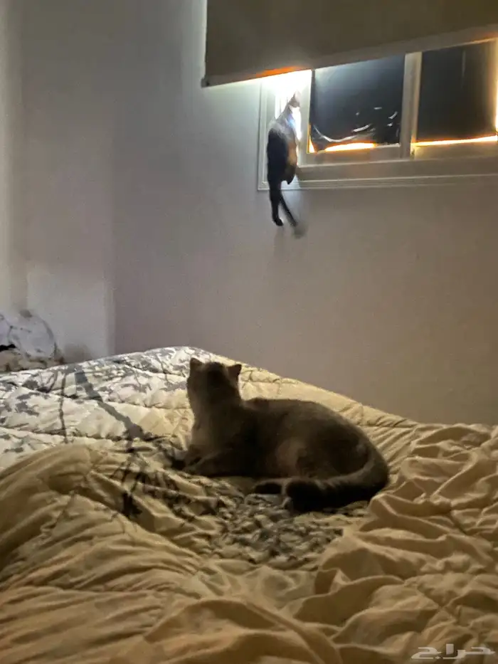 قطه للتبني شروط التبني مخافه الله فيها 2