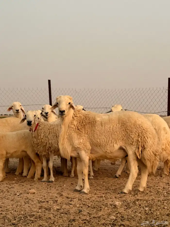 خرفان للبيع 5