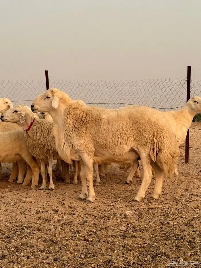 خرفان للبيع 4
