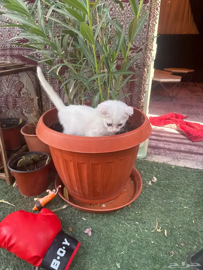 قطط اسكوتش صغيرة للبيع 1