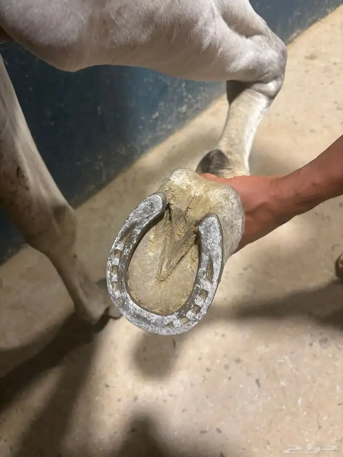 الخيل شعبي شيخخ 5