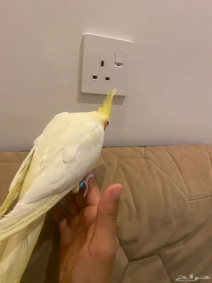 انثه كروان منجه أليفه شرط تم البيع 2