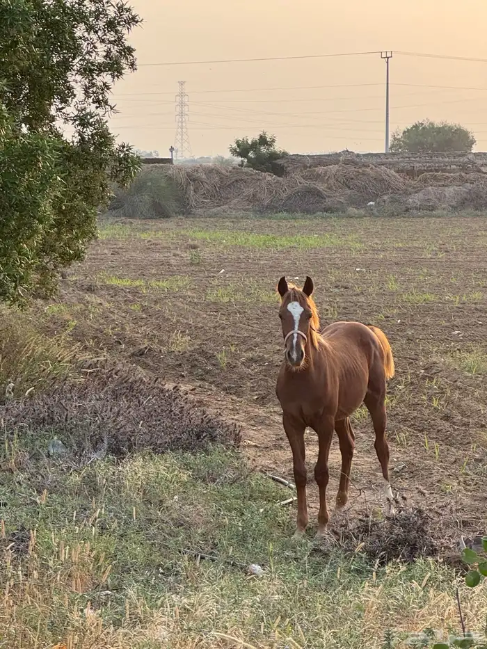 مهر شعبي 0