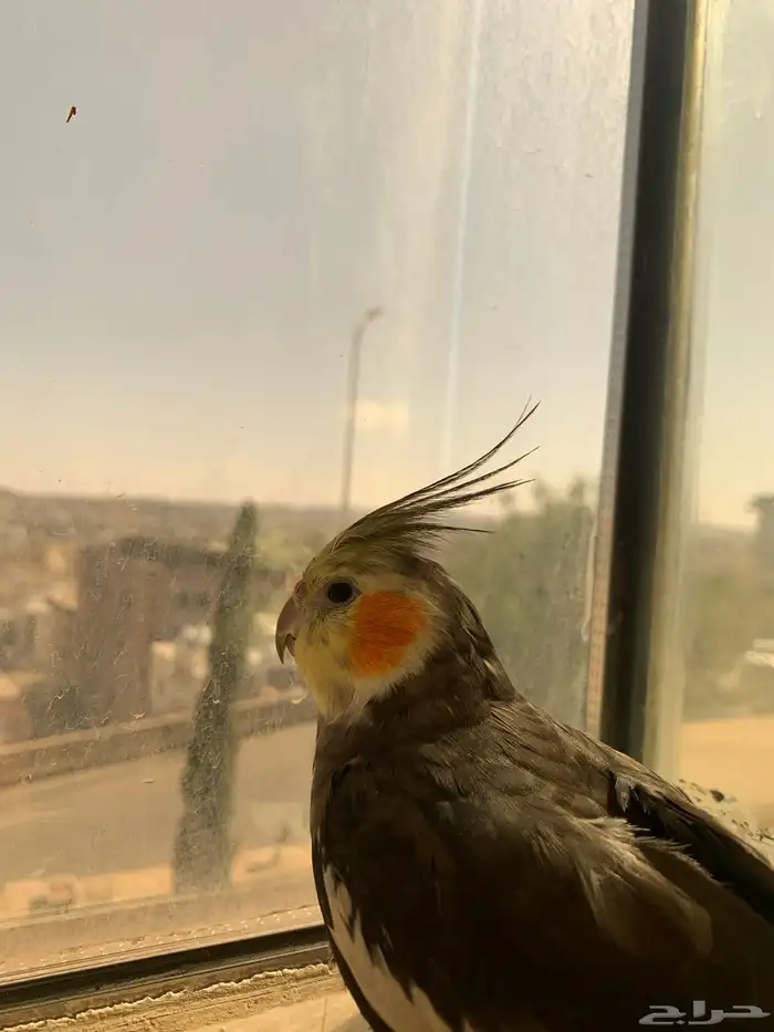 كراون أليف للبيع (كوكاتيل) 0