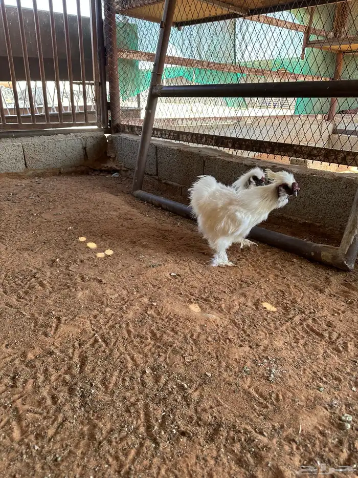 قطني للبيع 4