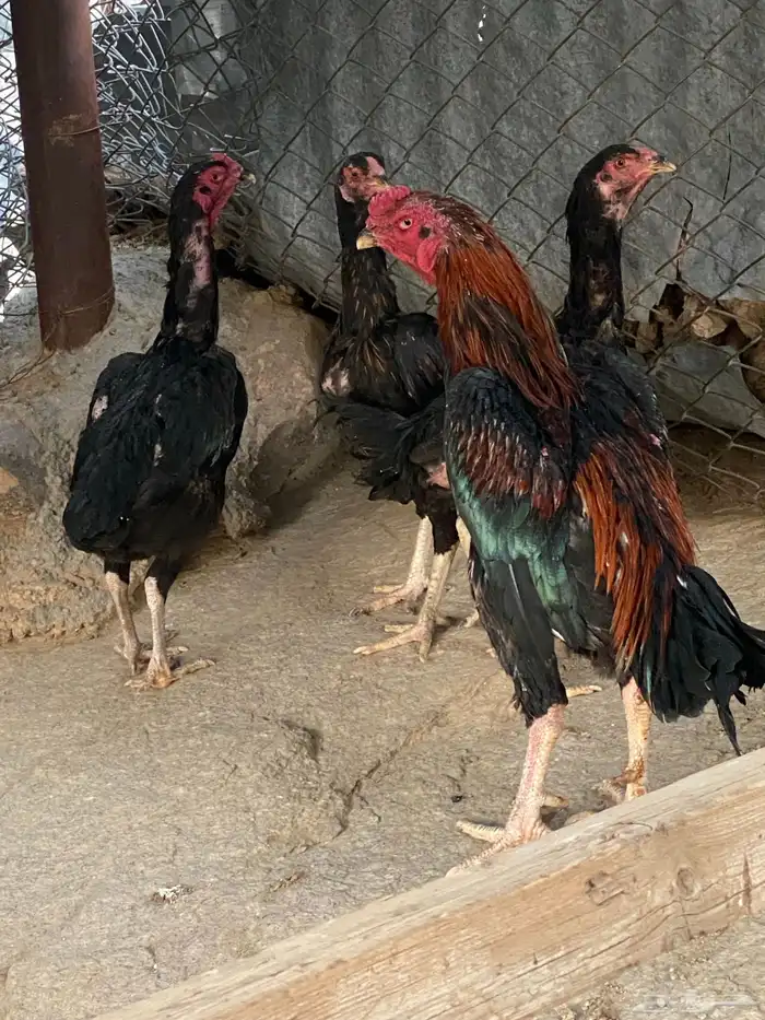 دجاج شامو 1