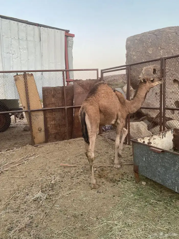 قعود للبيع 7