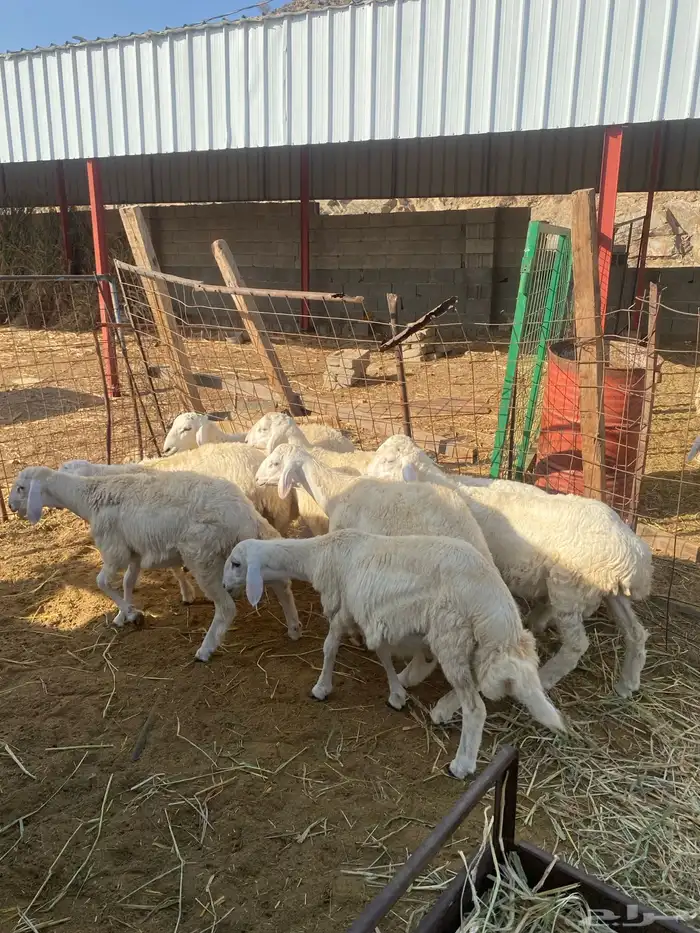 8 طليان سمان للمناسبات 6