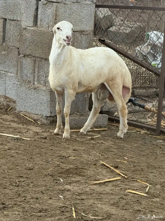 مشروع كبش فحل بلدي 0