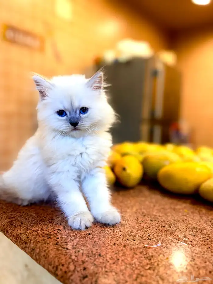 قط همالاي ذكر 3 شهور 1