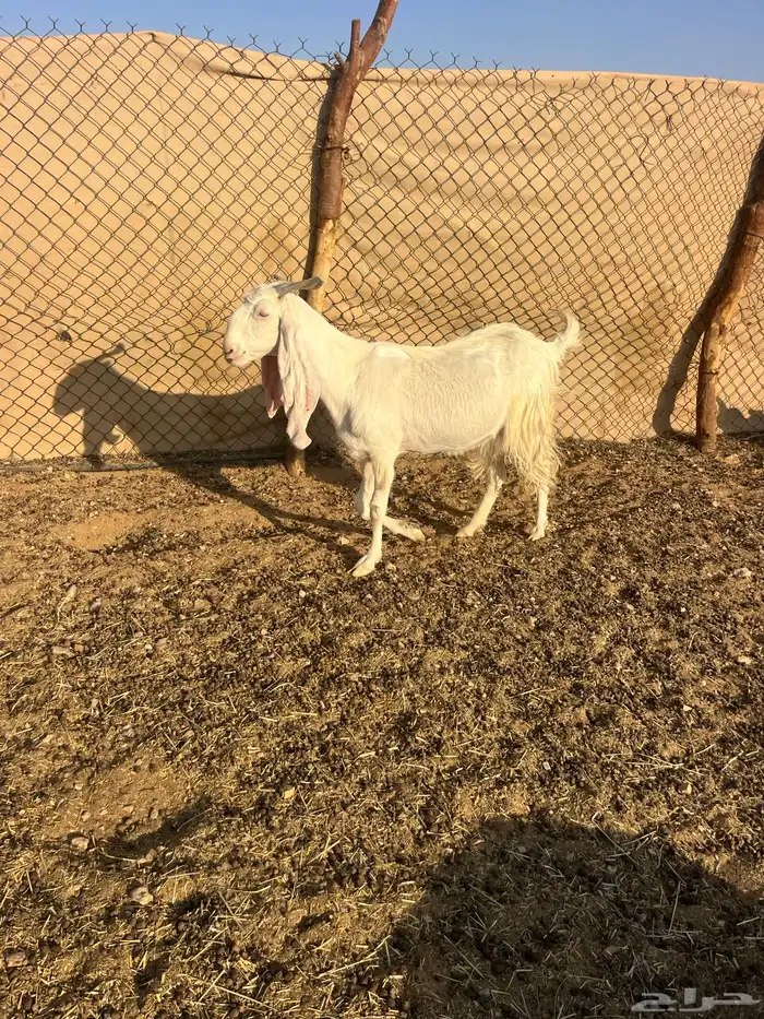 عنز مشروكه طيبه معها ثنين 0