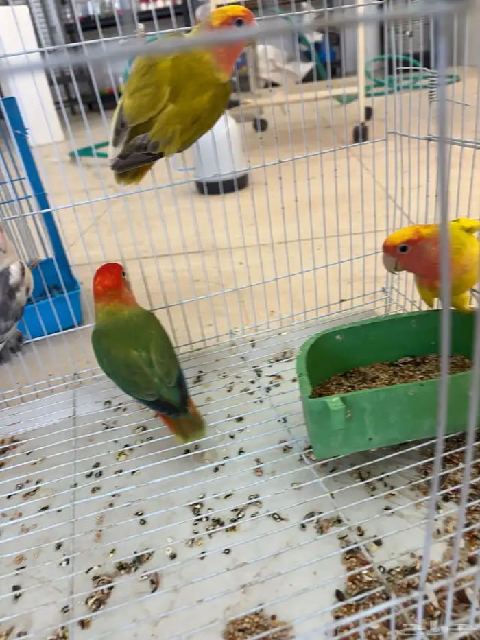 للبيع جمله وتفريد كروان روزات احجام سوبر محليه كلها 3